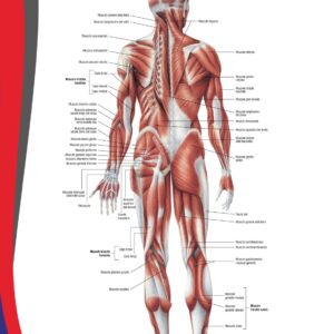 Poster Apparato Muscolare - visione posteriore