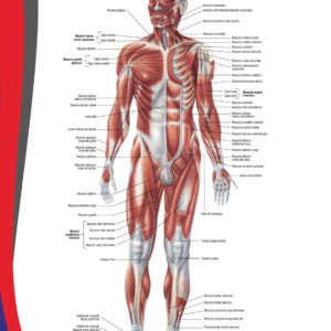 Poster Apparato Muscolare - visione anteriore